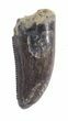 Undescribed Tyrannosaur Tooth - Aguja Formation, Texas #43001-1